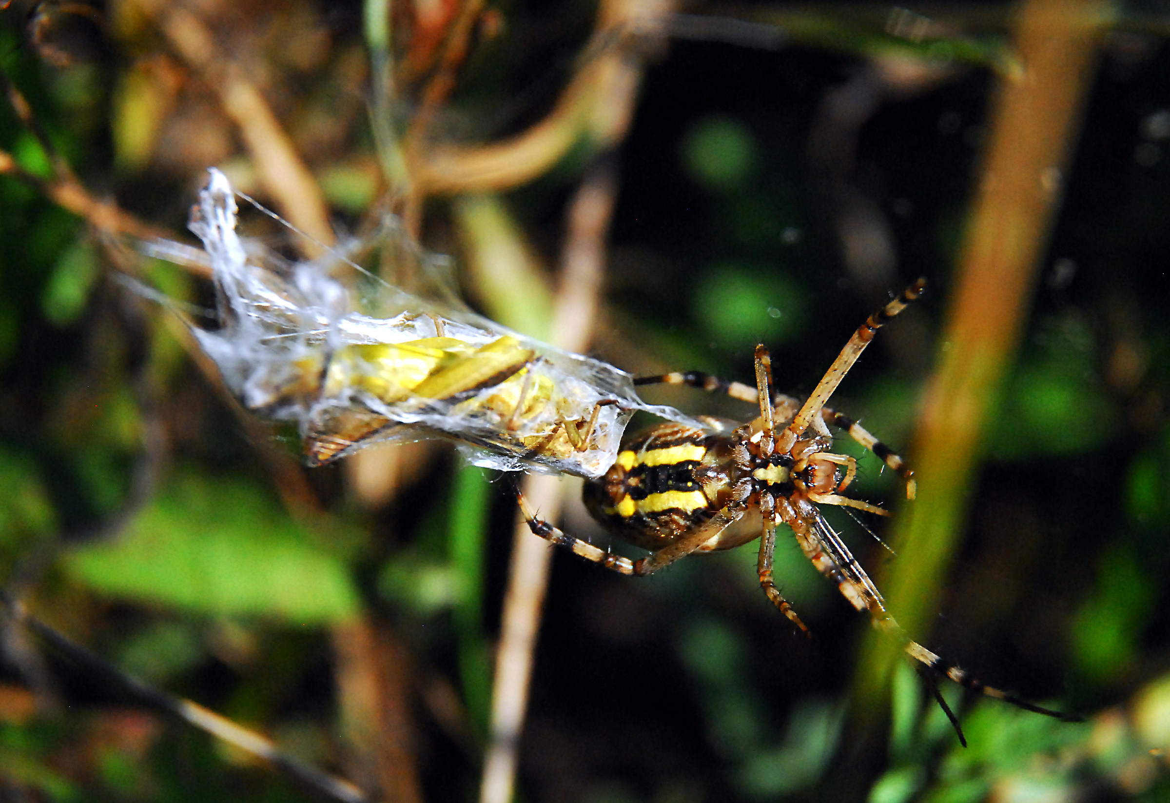 adesso ti impacchetto