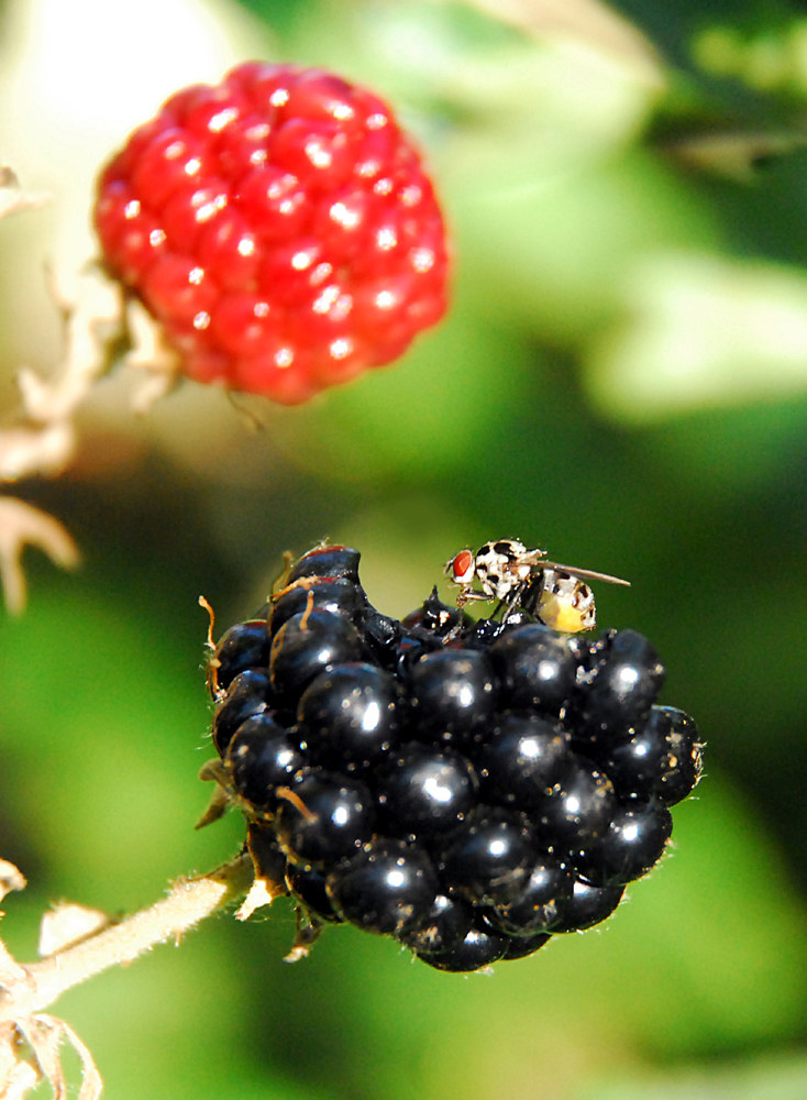 a me piacciono le more