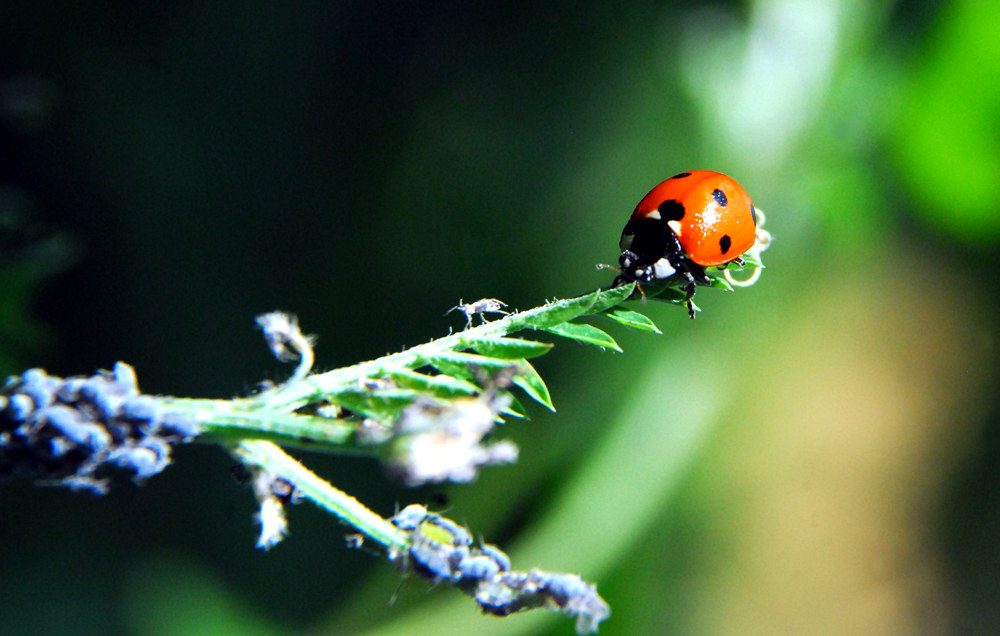 "corri che adesso ti piglio"