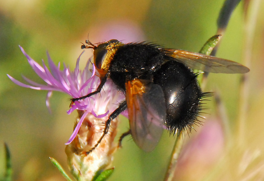 tachina grossa, culetto peloso
