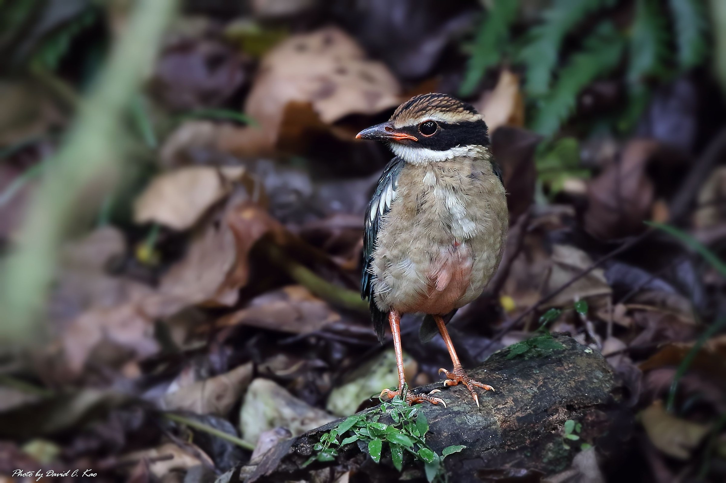 Pitta leggiadramente