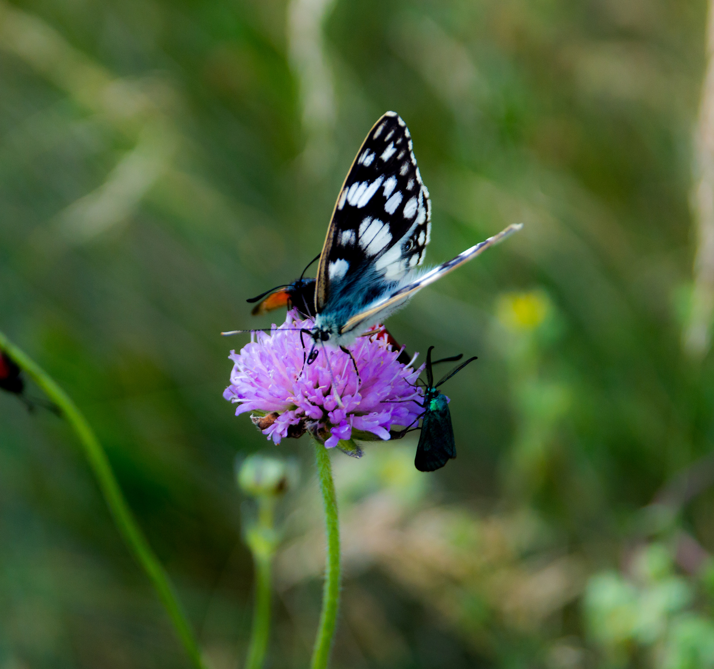 Butterfly into the wild