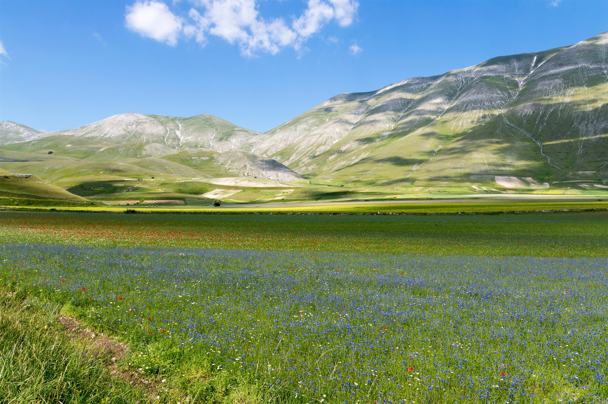 Fiorita 2015 Castelluccio