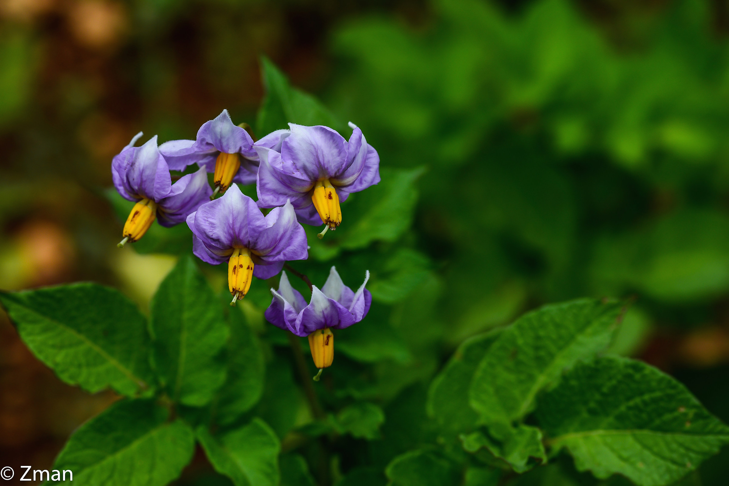 Potato Flowers