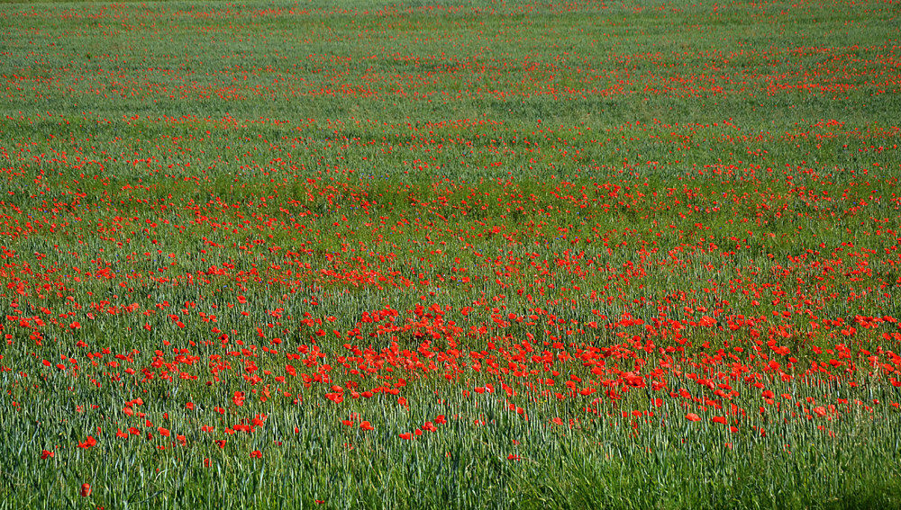 ma sono mille papaveri rossi