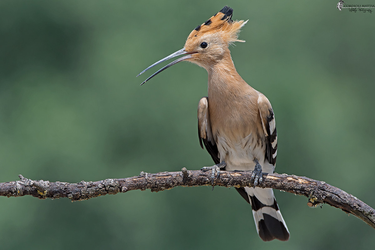 Giovani Upupe crescono...