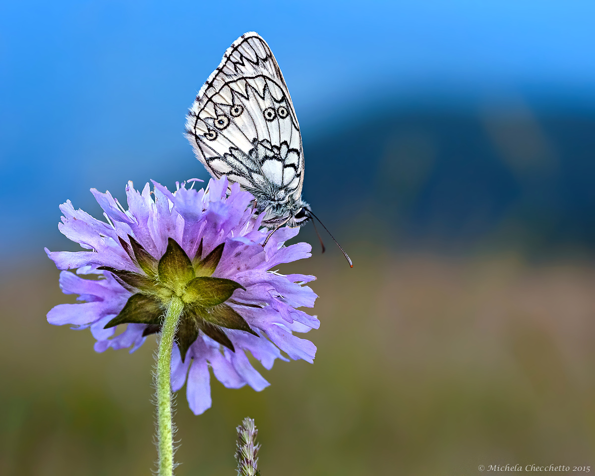 Melanargia galathea