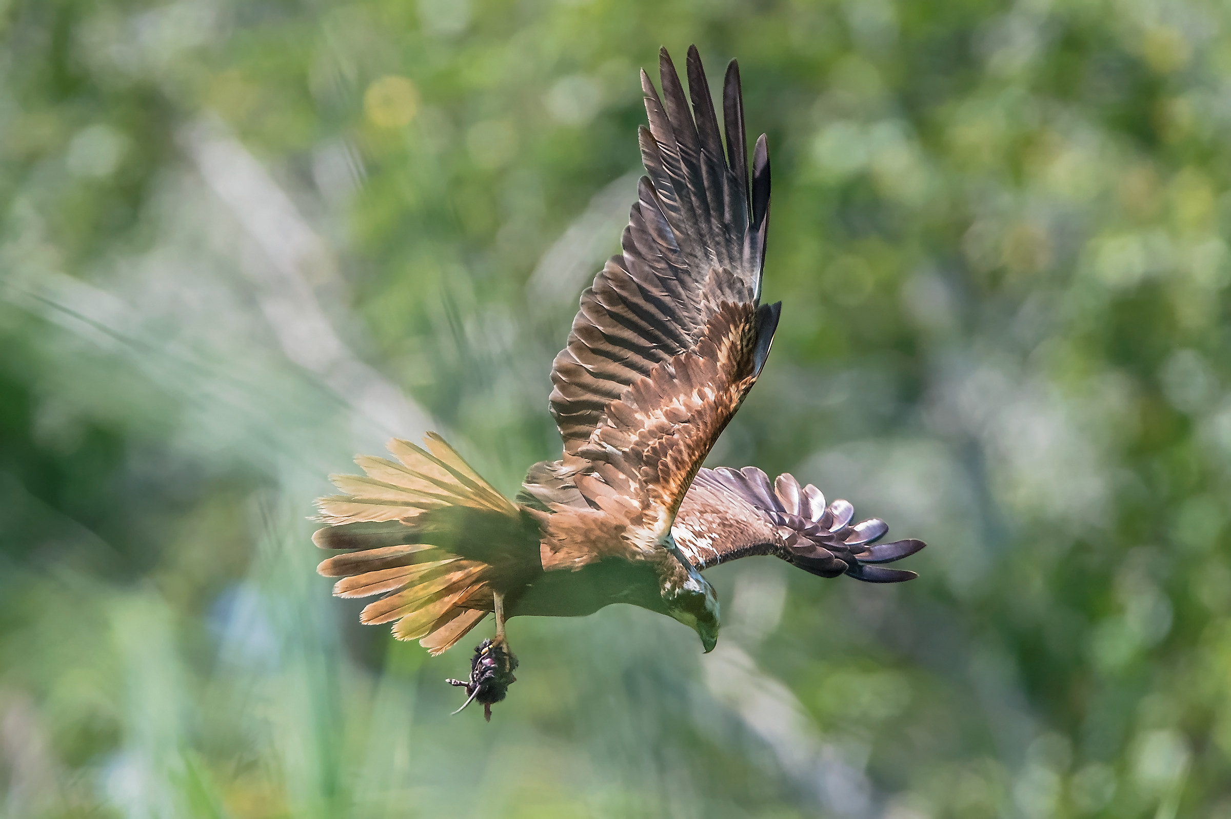 Marsh Harrier in the reeds ......
