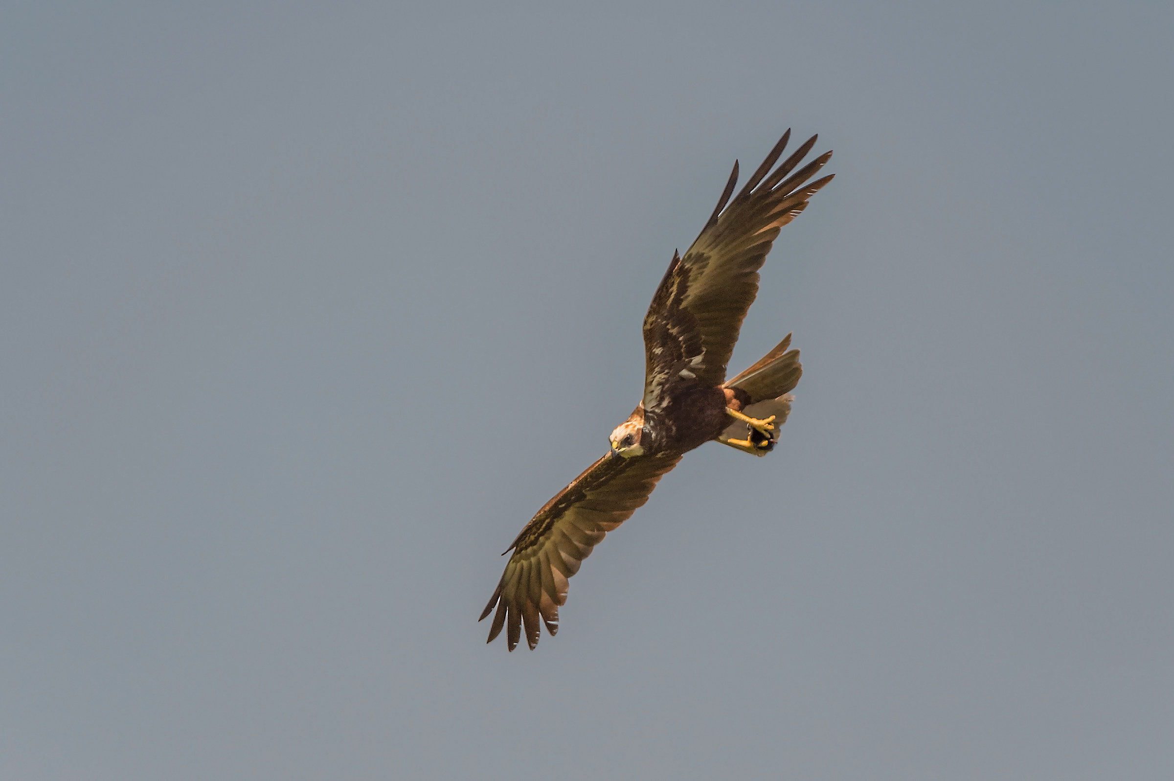 Marsh Harrier with prey