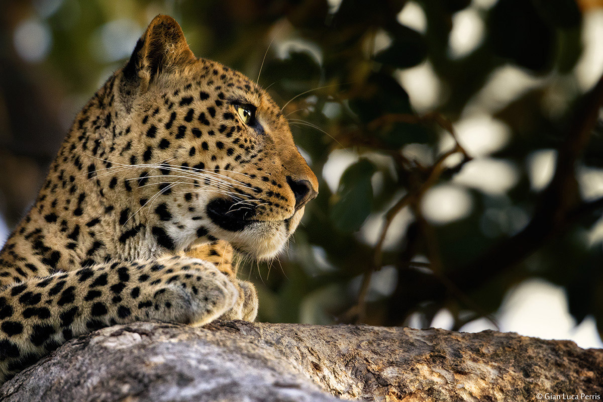 Ritratto stretto, Leopardo nel South Luangwa