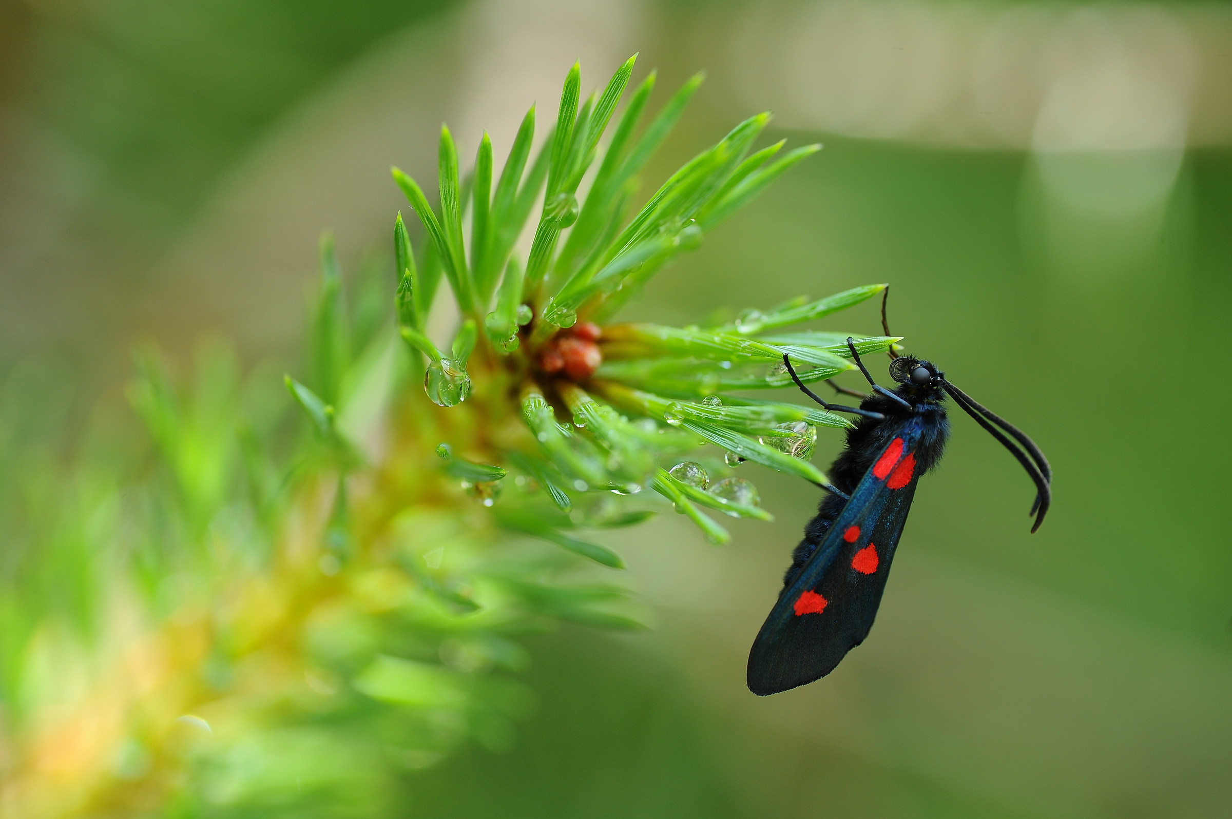 Zygaena filipendulae