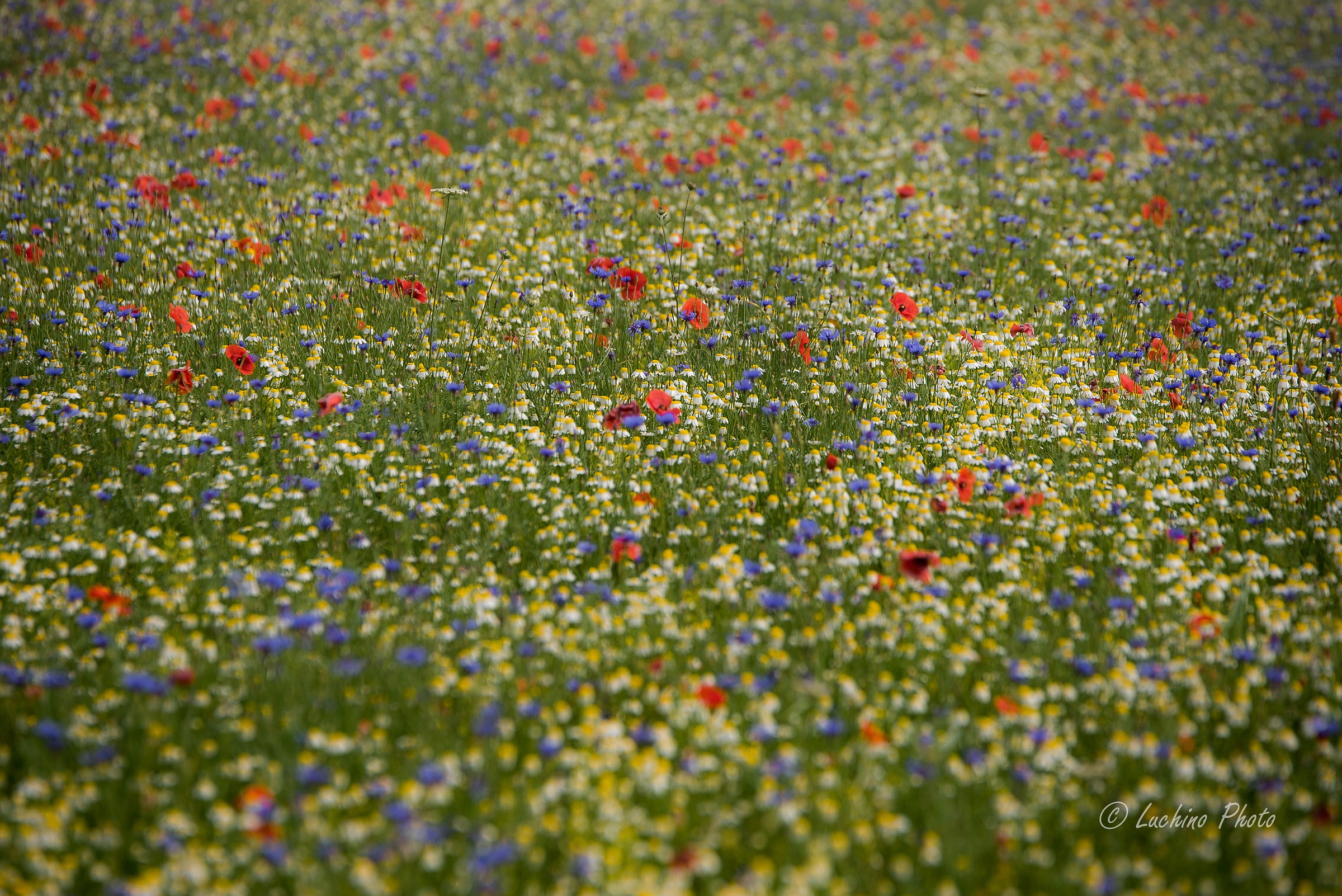 I painted the flowered