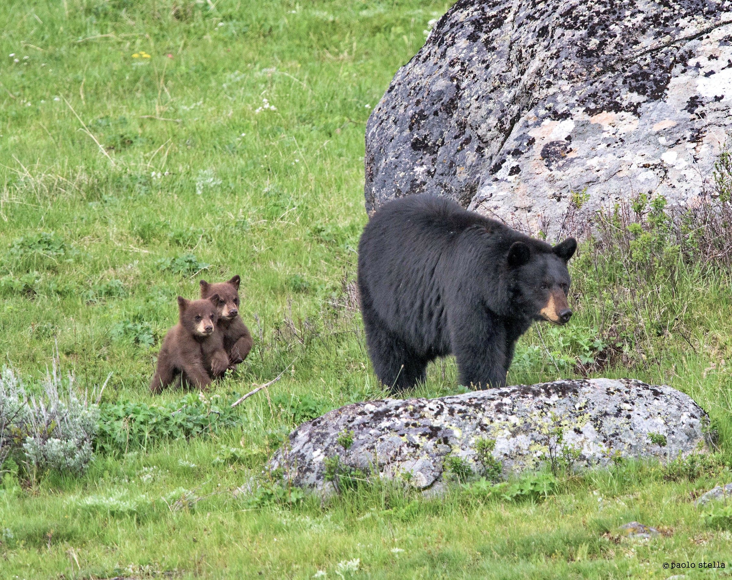 mother bear and two boys