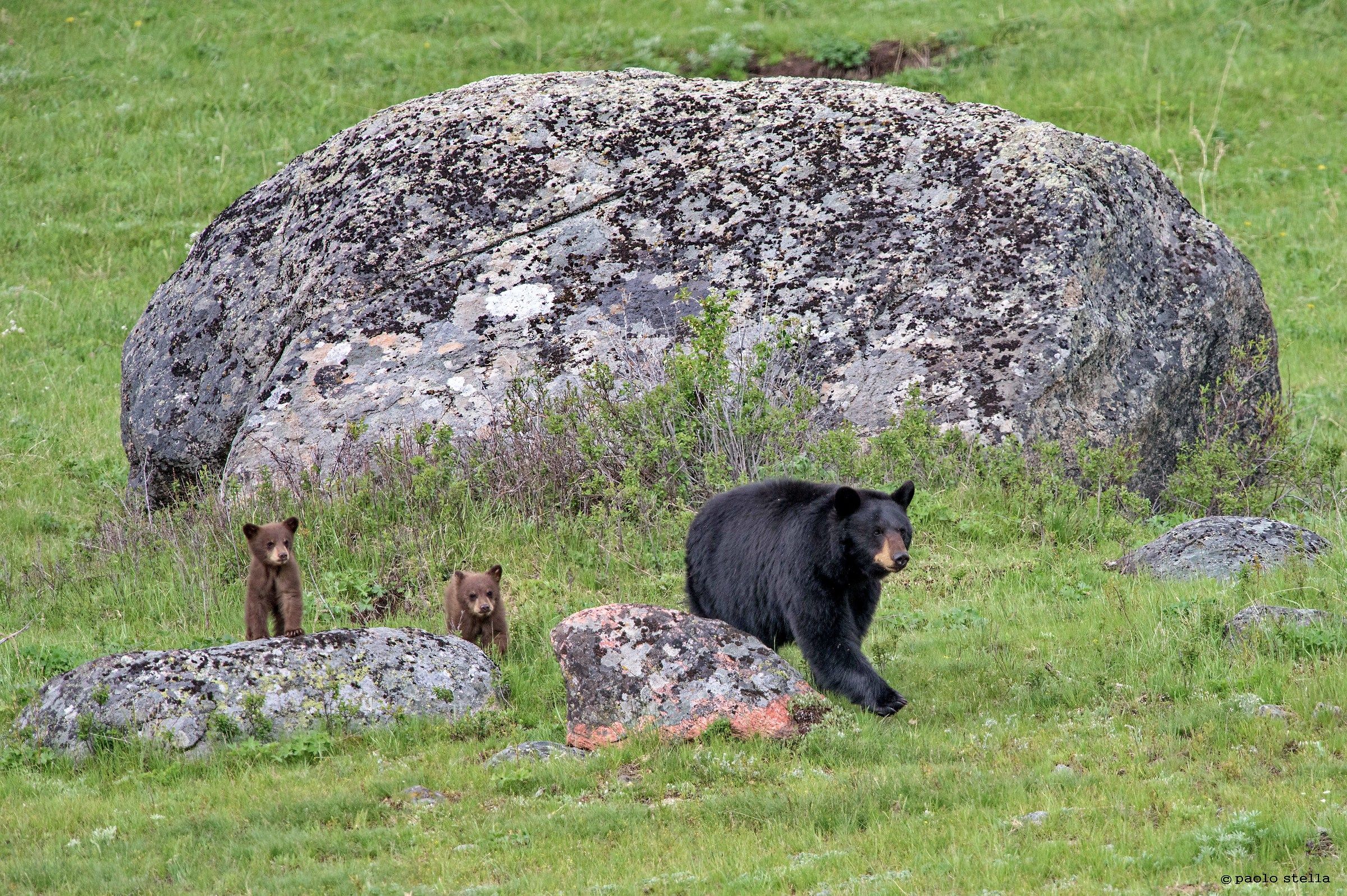 mother bear and two boys - 2