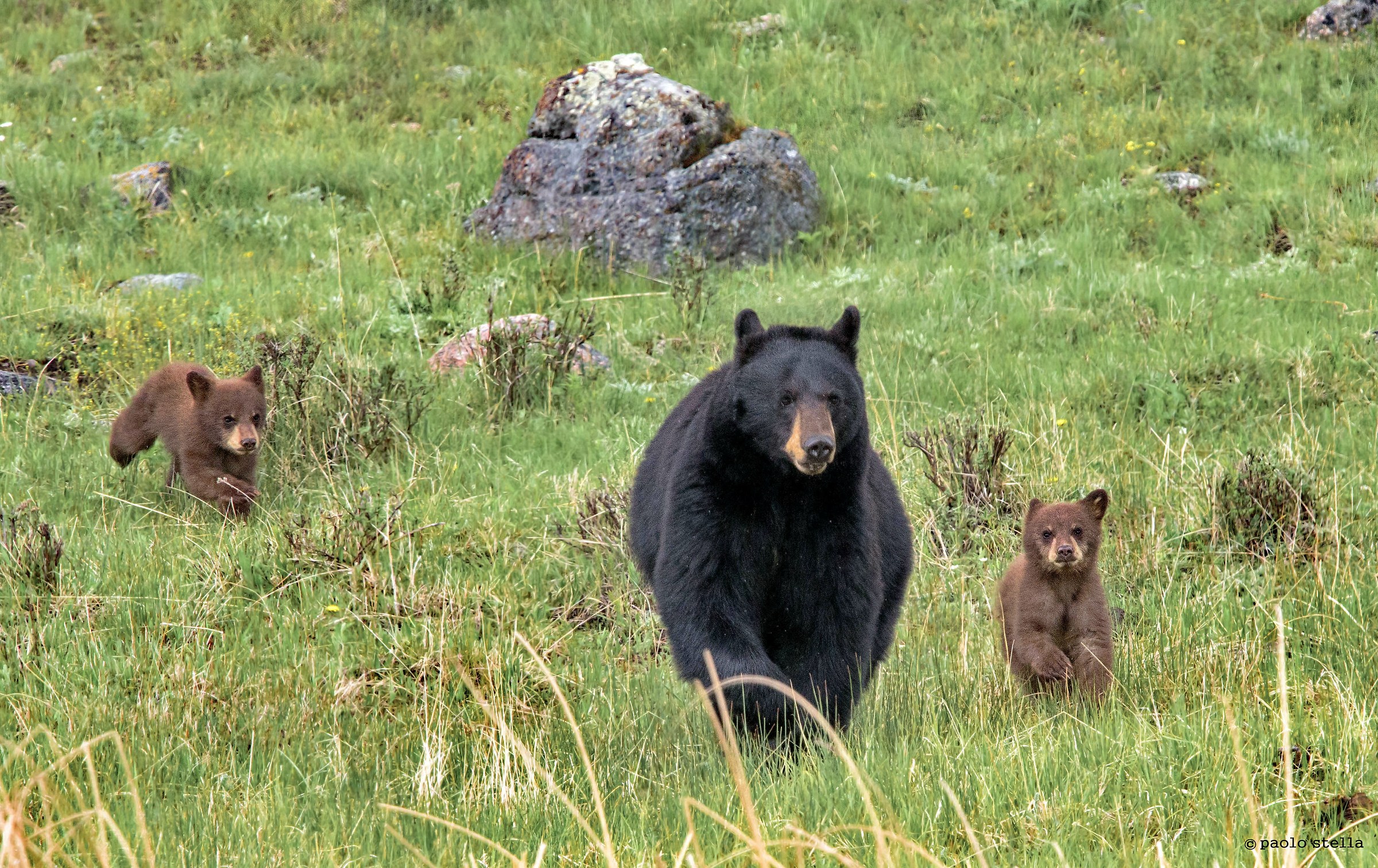 mother bear and two boys - 3