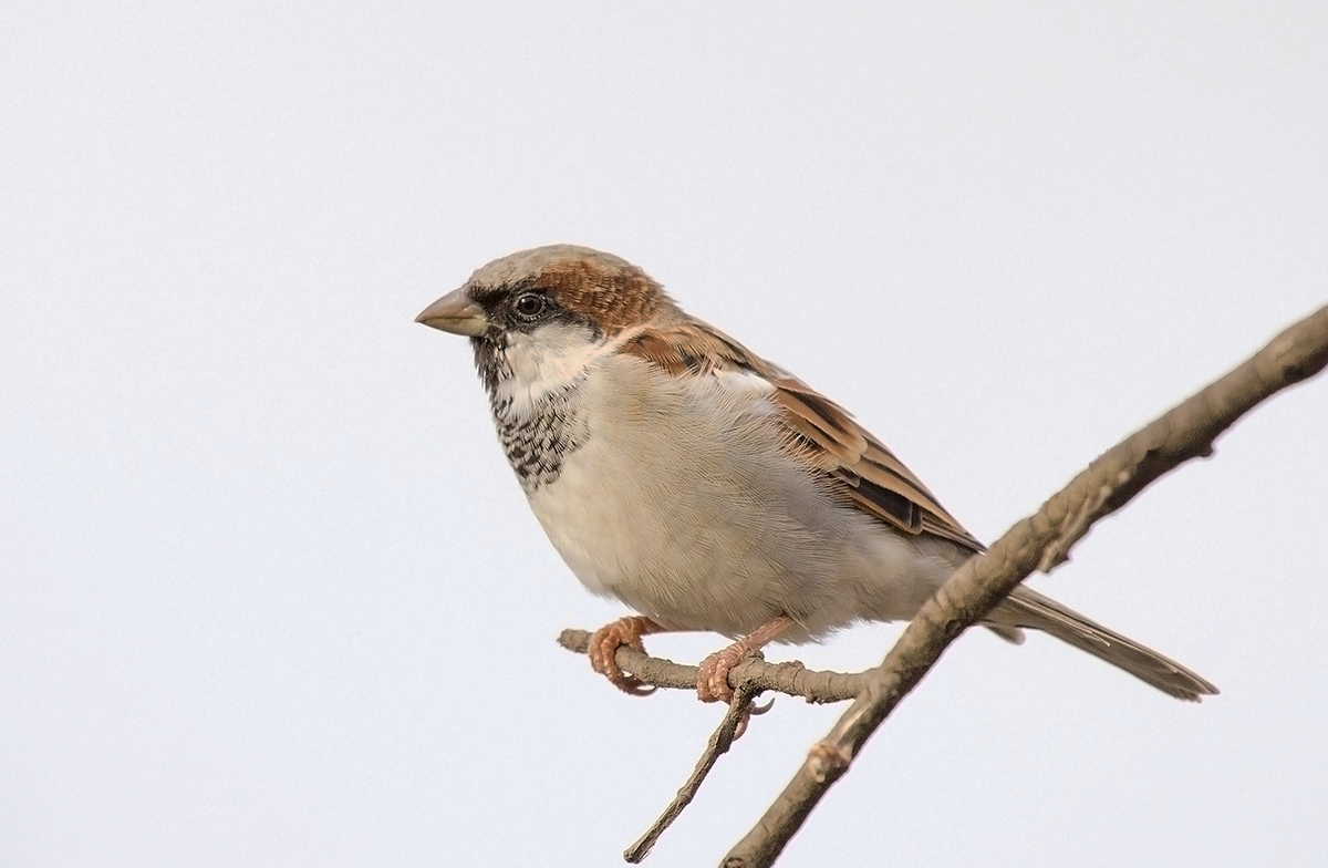 House Sparrow.