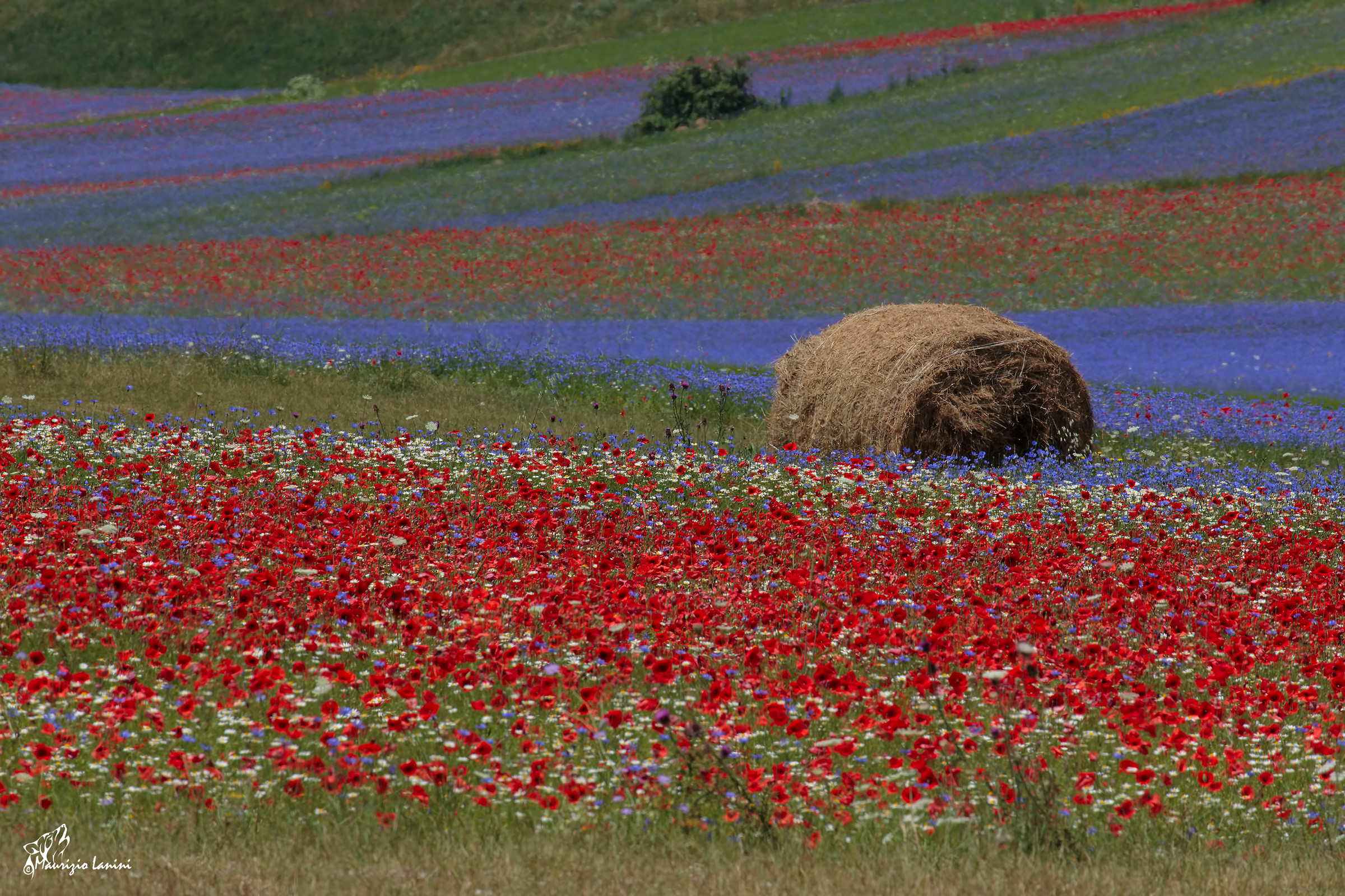 Castelluccio di Norcia - La fiorita ( HD)
