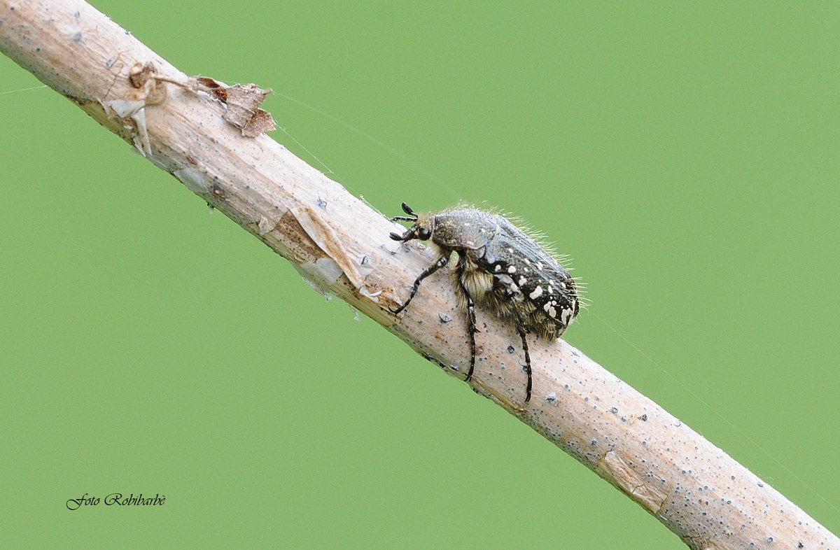 Passeggiando sul ramo...