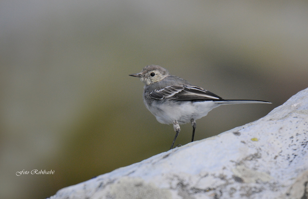 Giovane ballerina....