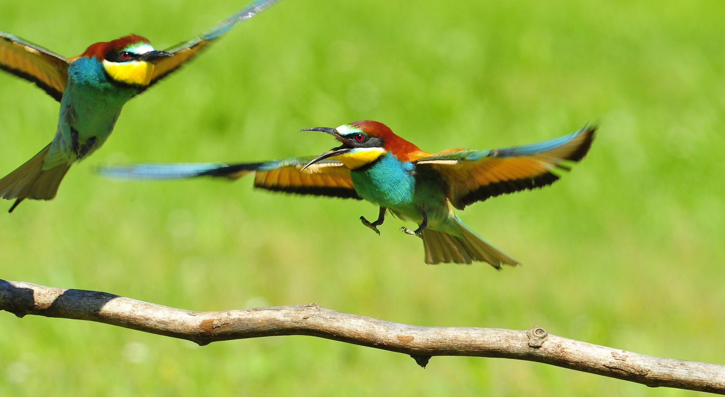 Eaters. Delta del Po - anger !!!