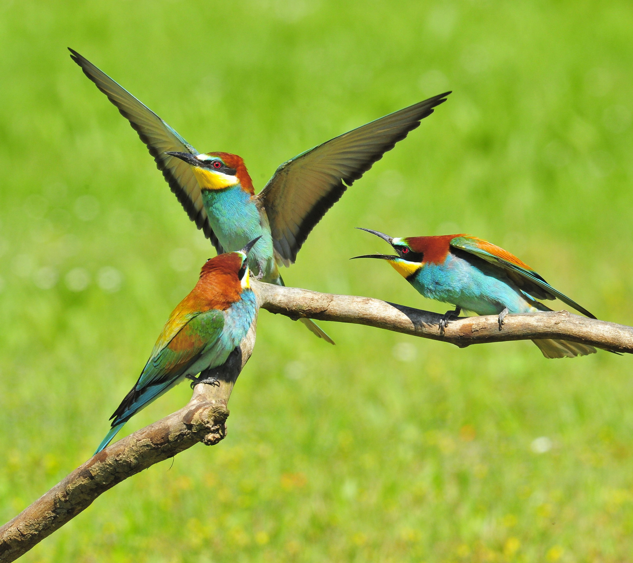 Bee-eaters in the competition. Po Delta