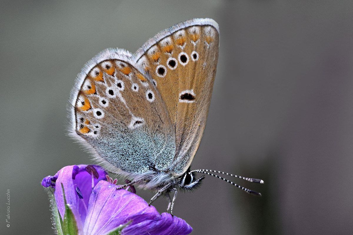 Plebeius A. eumedon f.