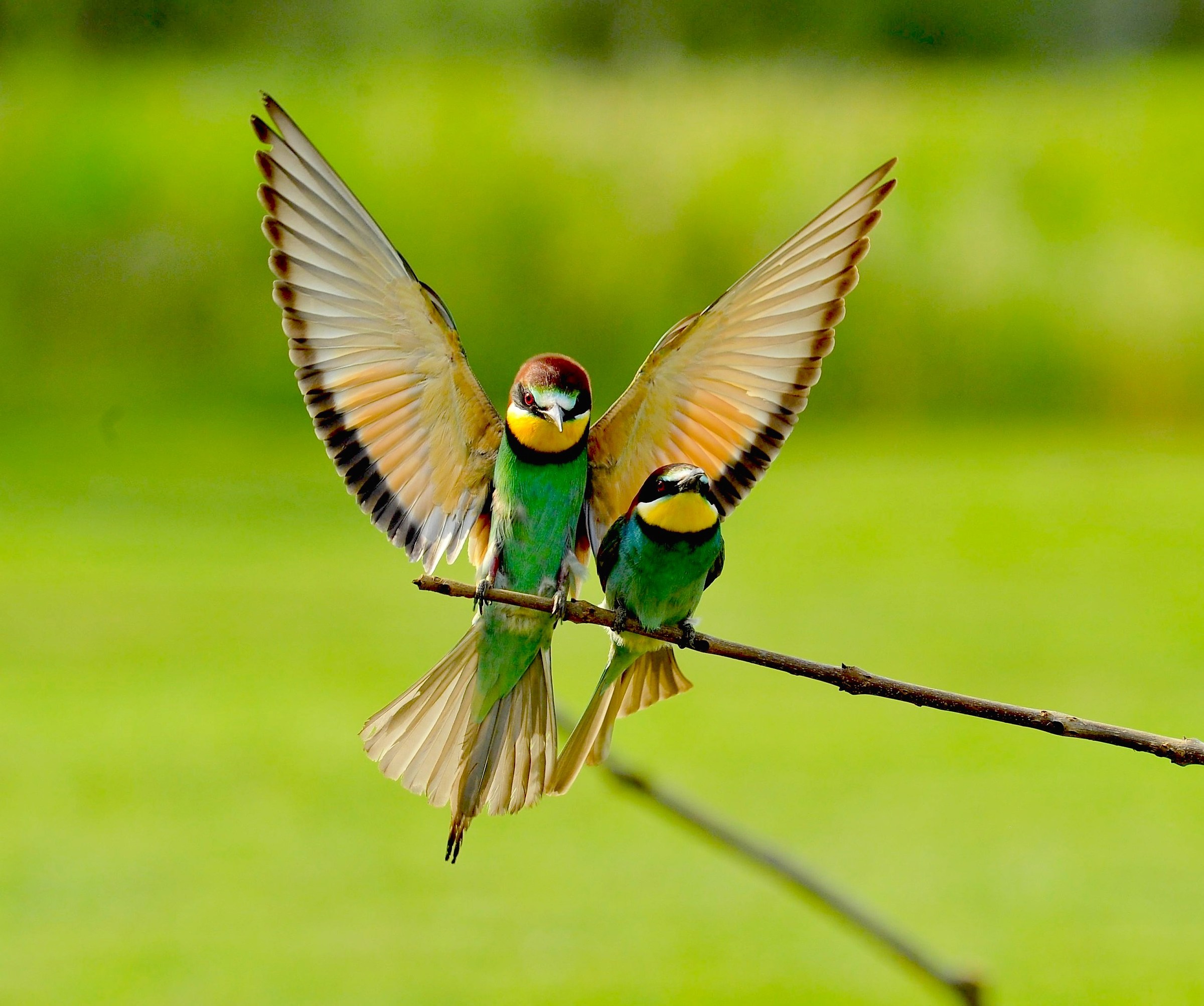 Gruccioni - protezione o possesso ???