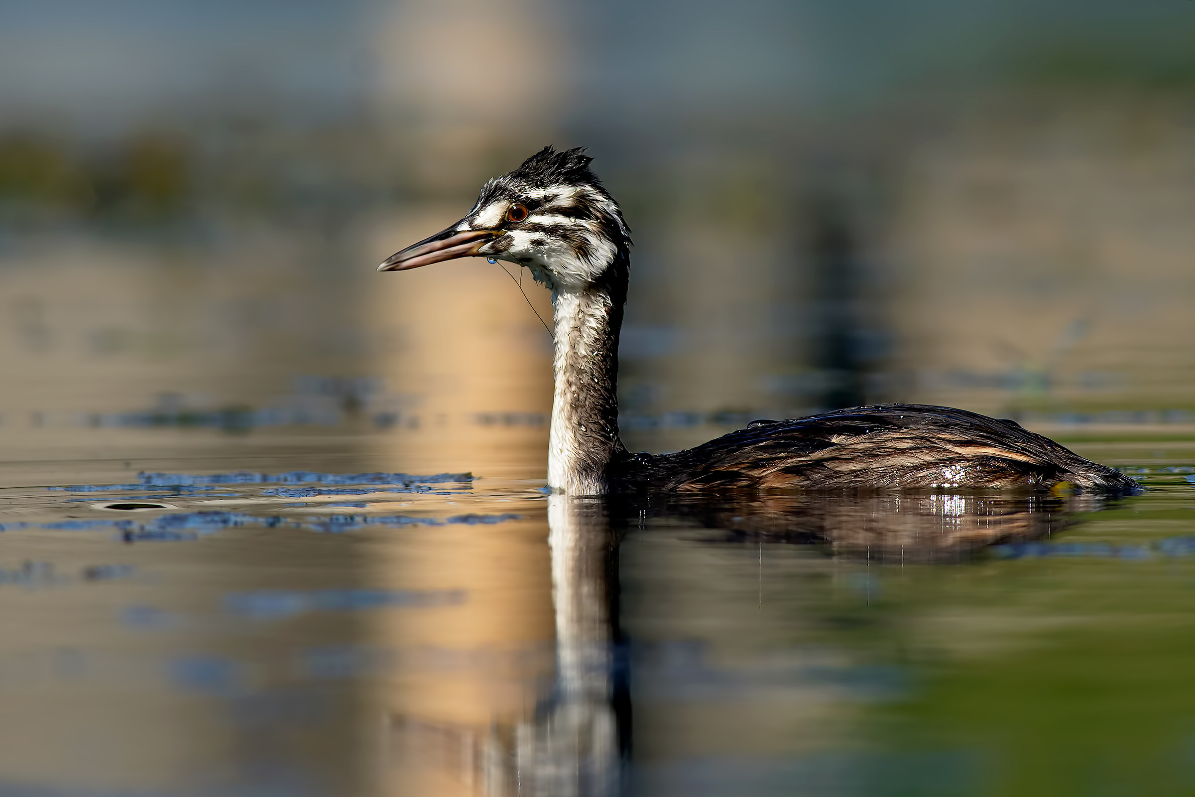 The Prince of the River Sile