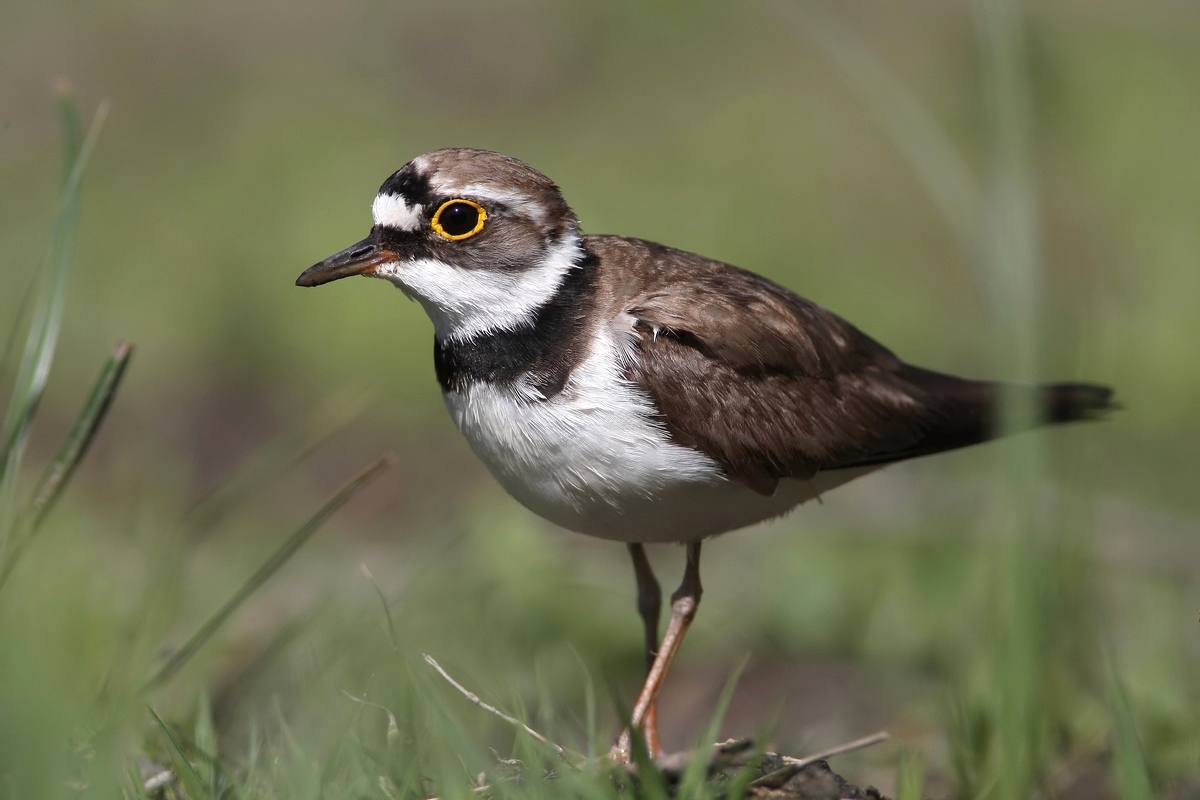 Little Ringed Plover female