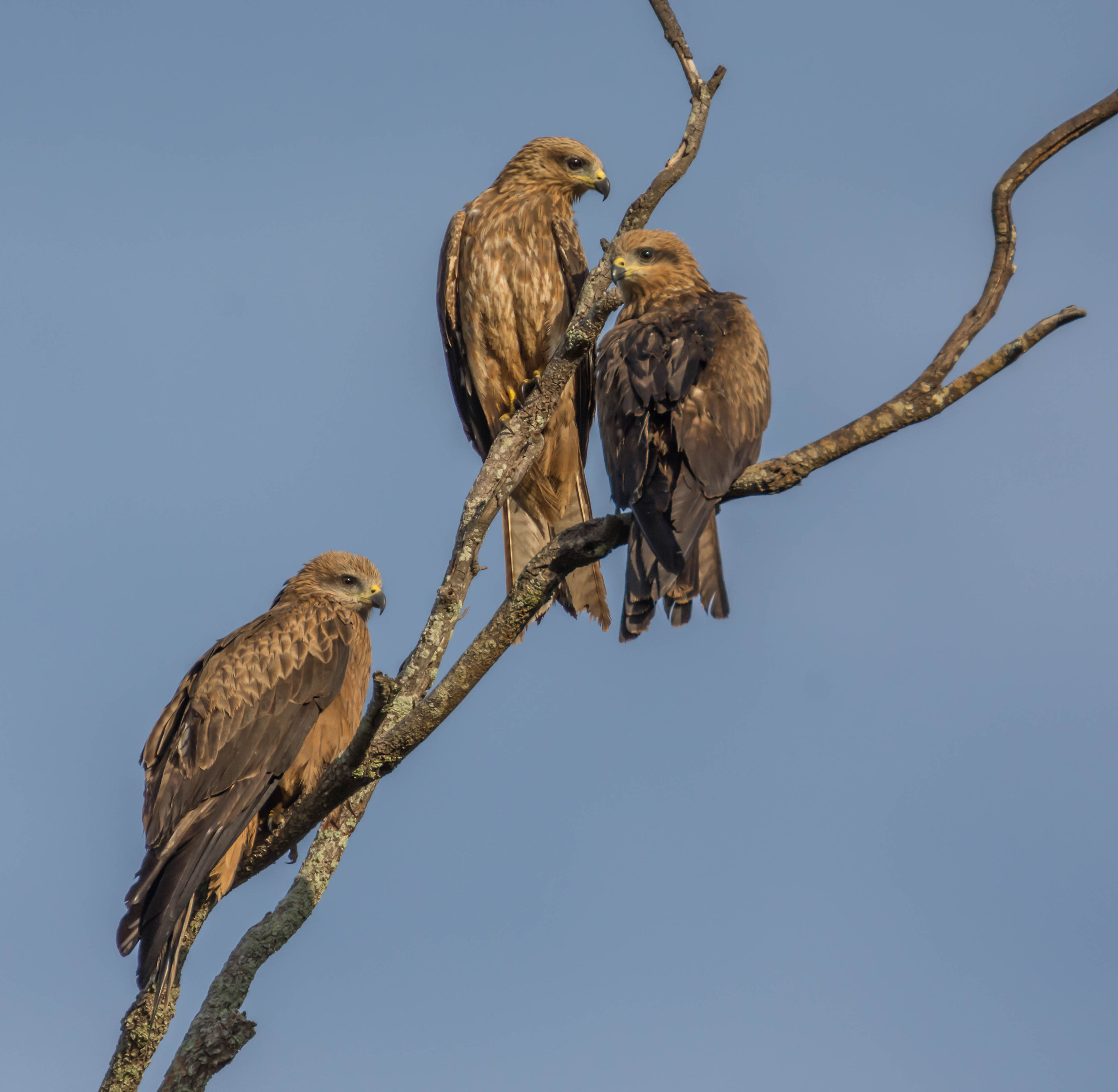 Triple Treat - (Milvus migrans)