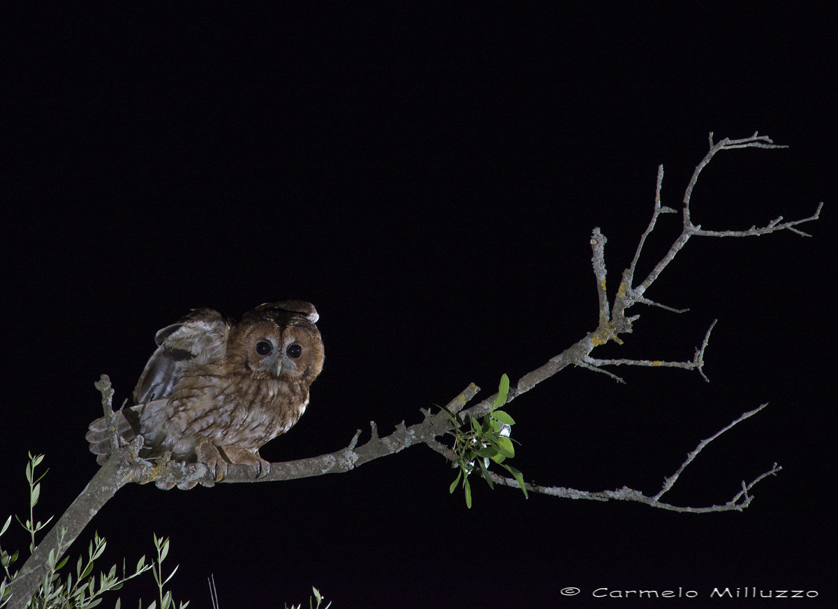 Allocco -Strix aluco-