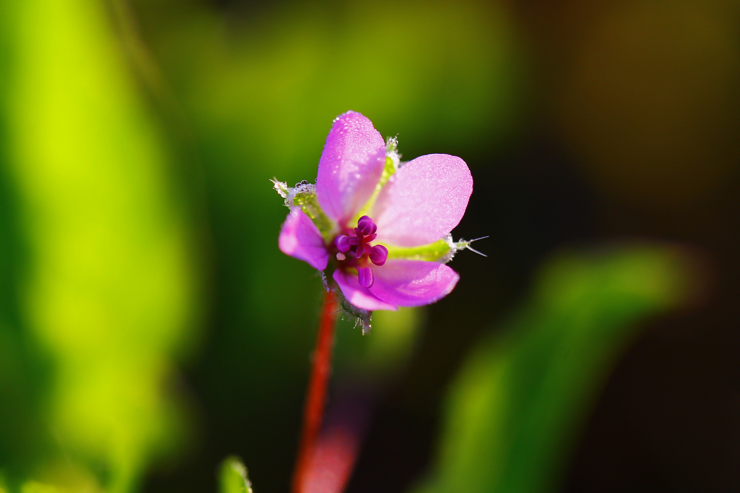 the wonders of microfiori