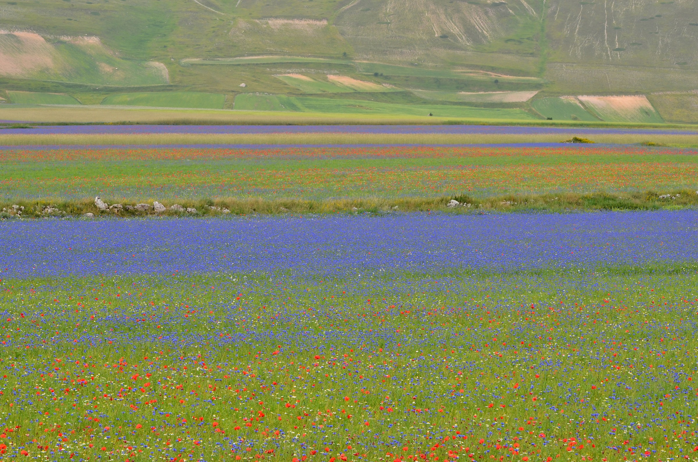 Fiori, colori e linee