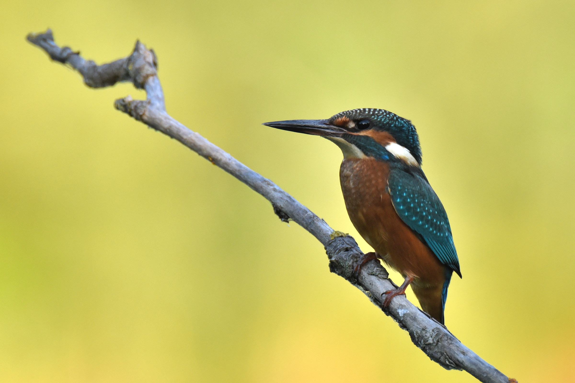 my first .... martin