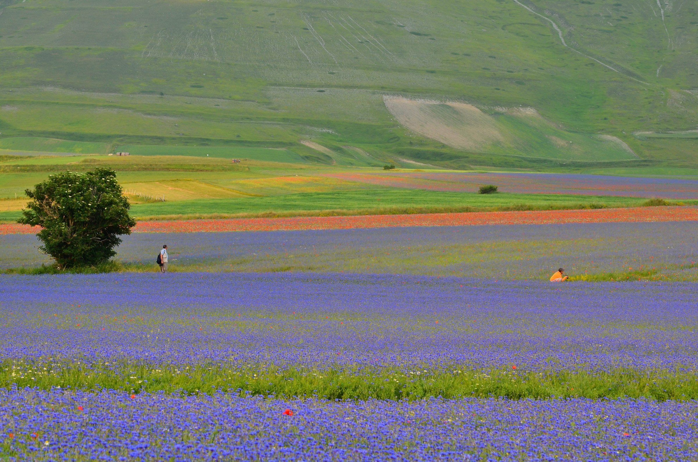 Colori a Castelluccio