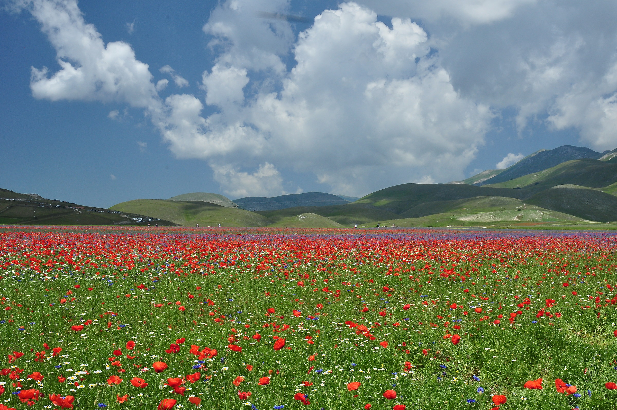 Senza Titolo (Fioritura 2015)