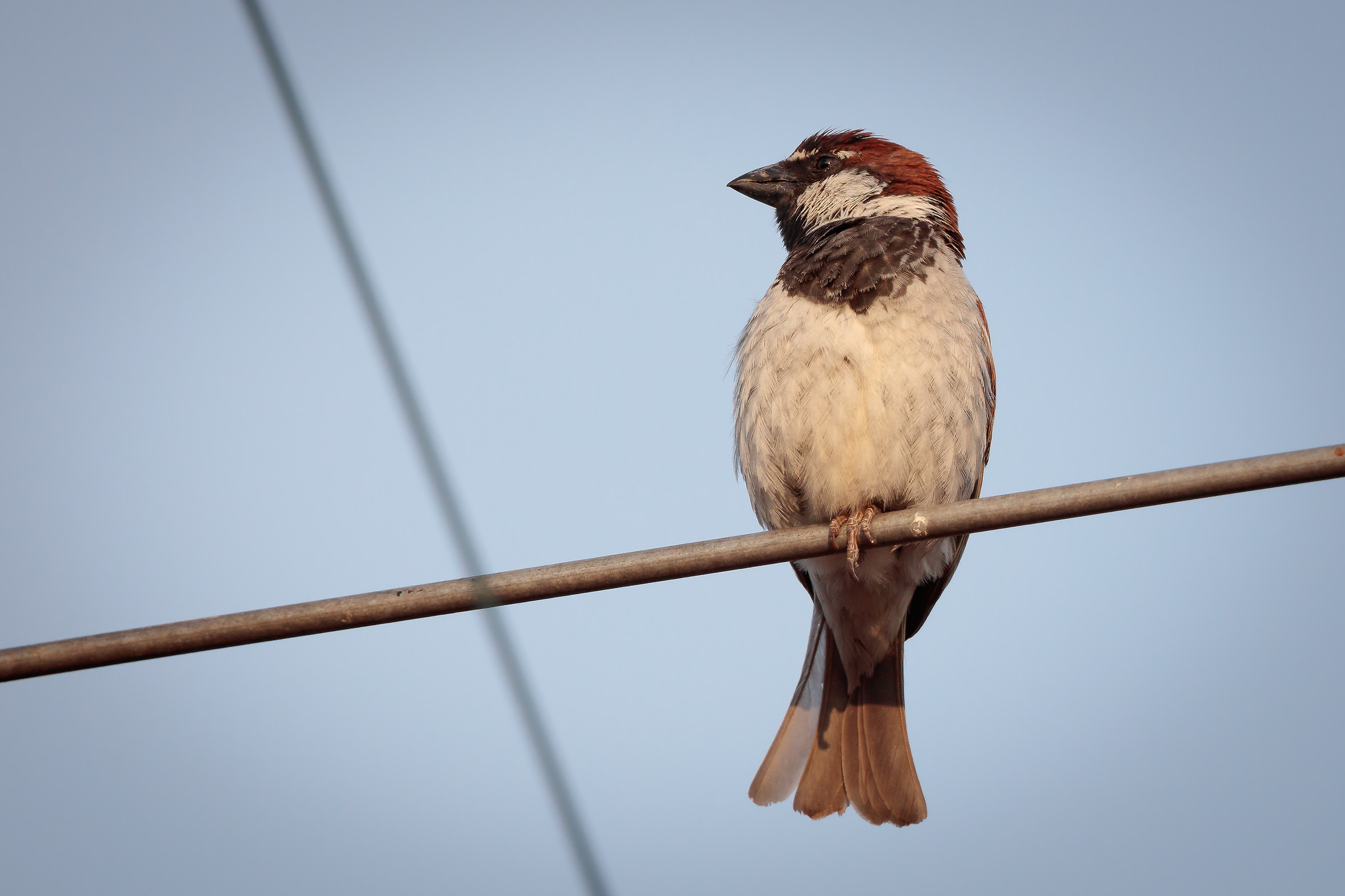 Passerotto al tramonto
