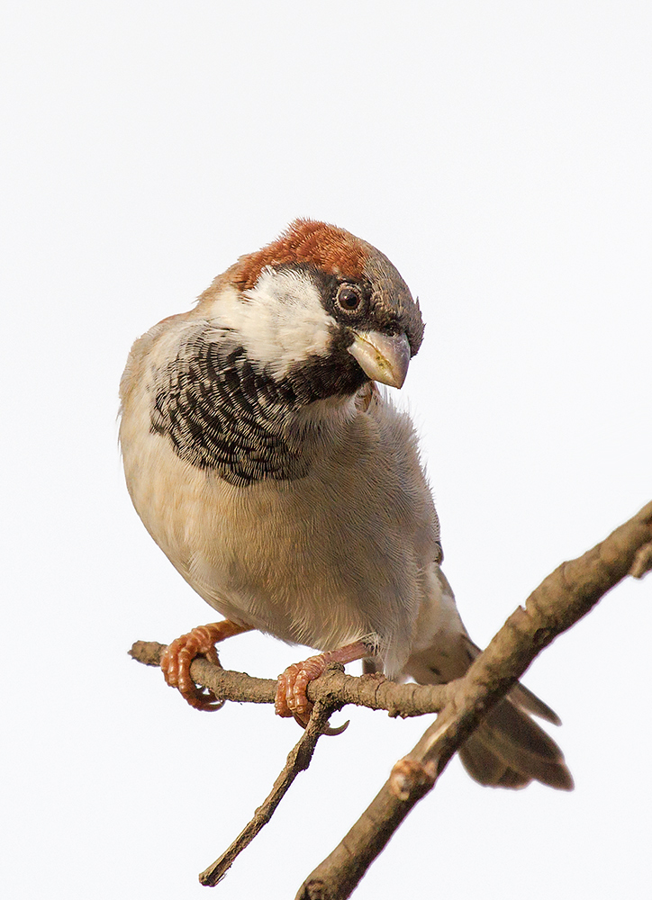 House Sparrow#2