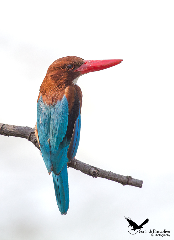 White Breasted Kingfisher in chiave alta.