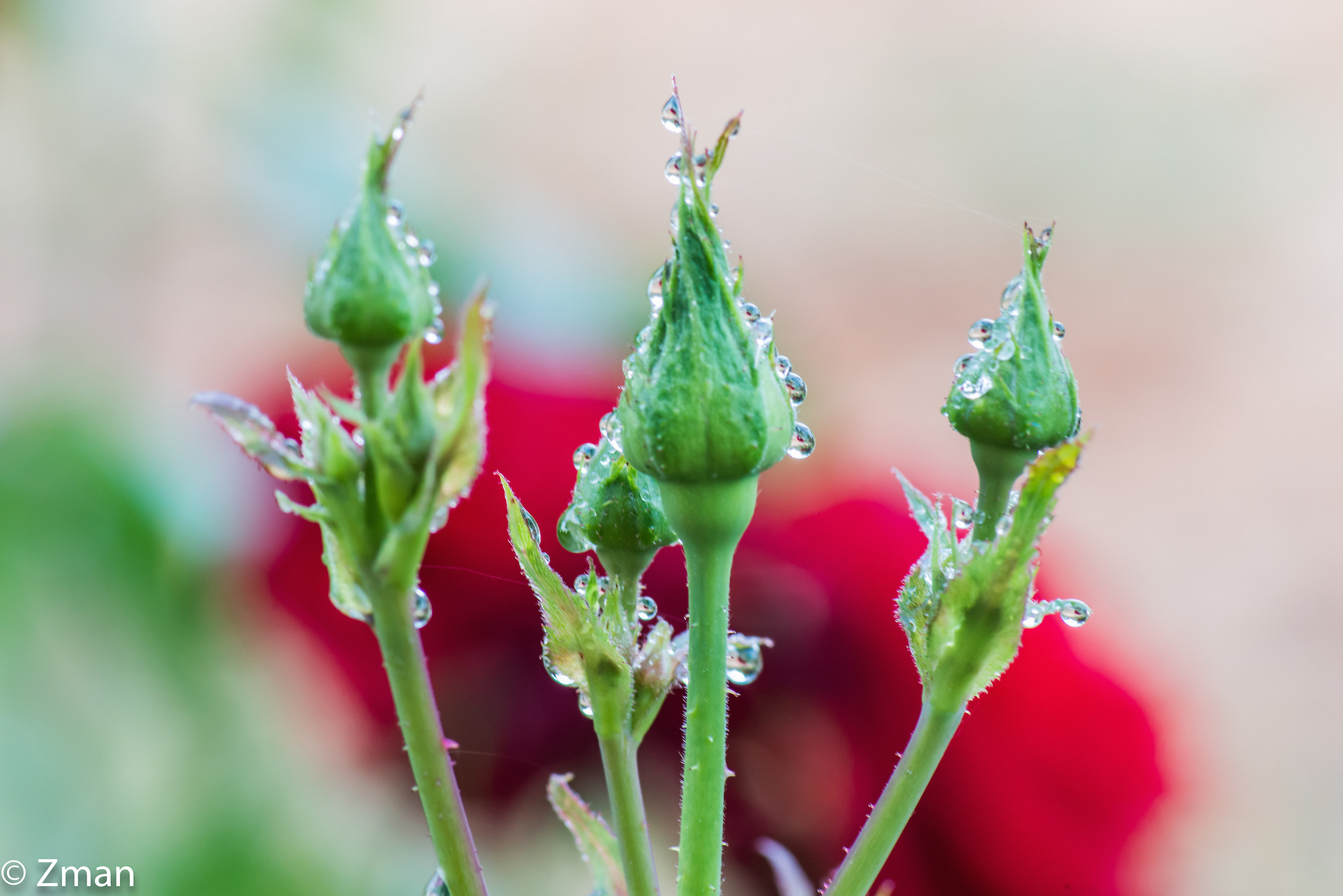 Rose Buds and Water Droplets