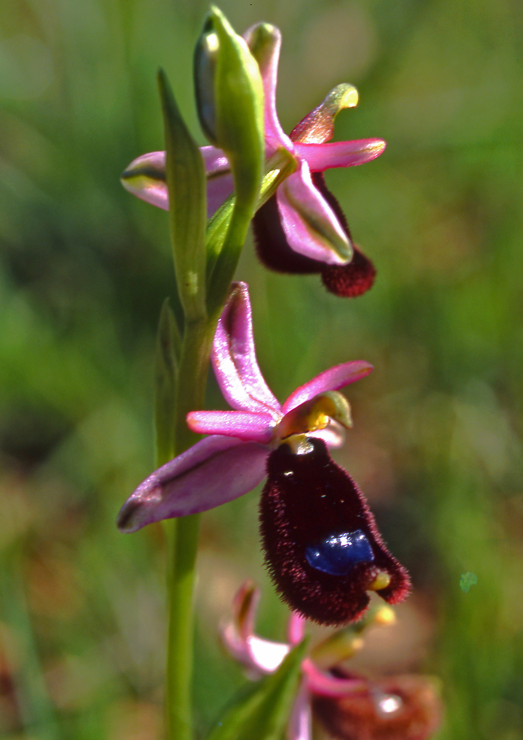Ophrys sp.