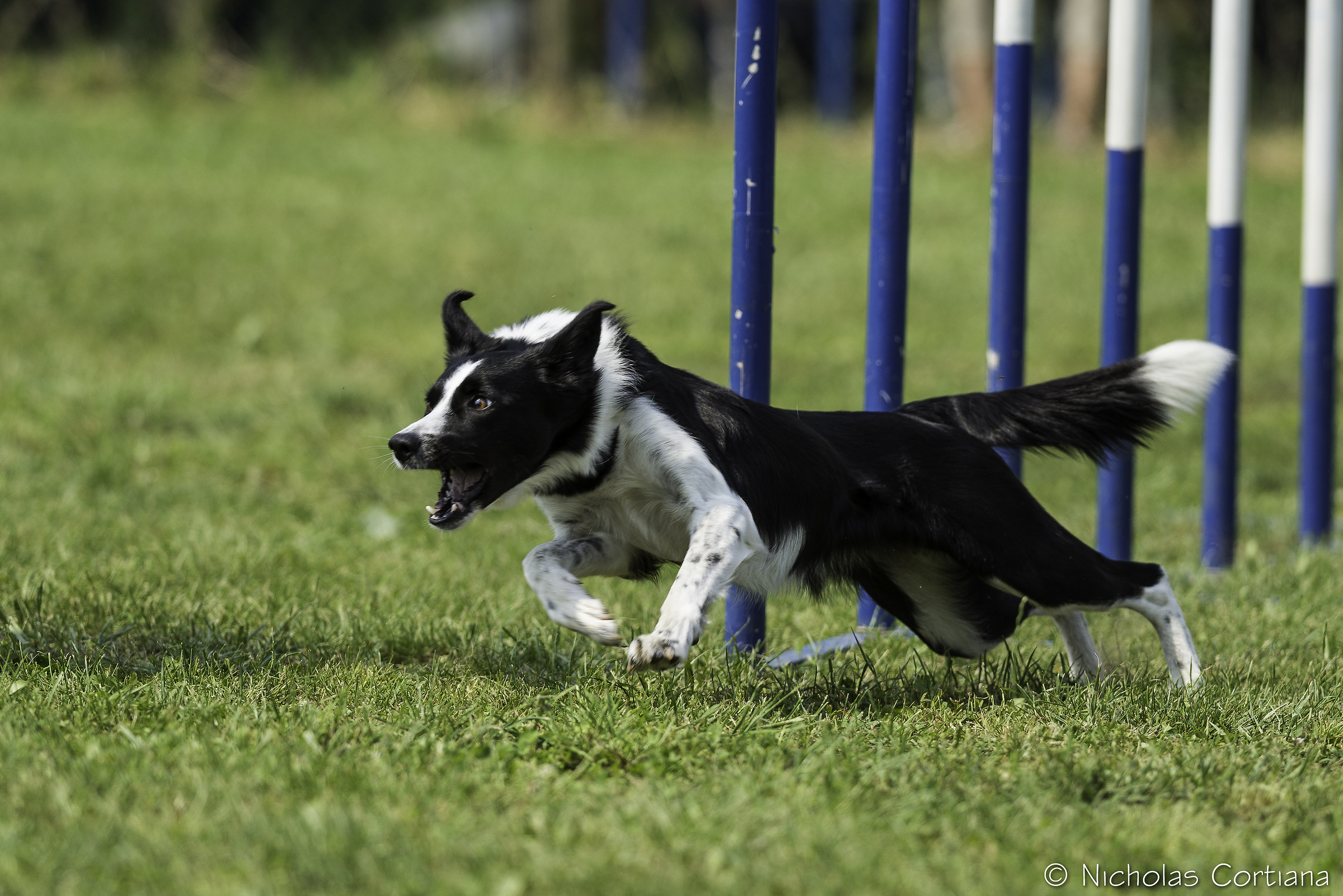 Agility_1