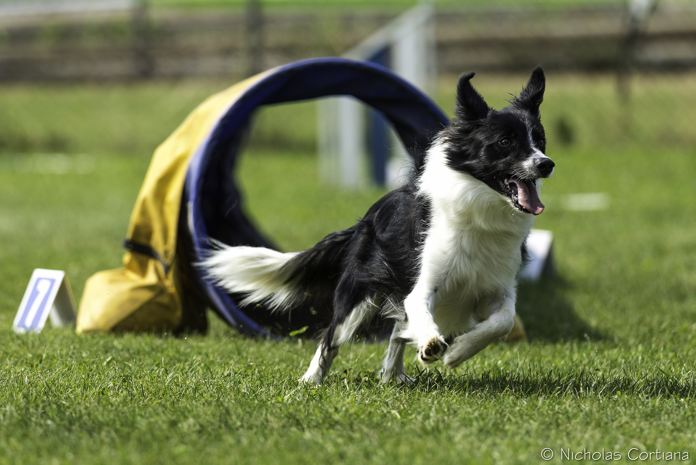 Agility_2