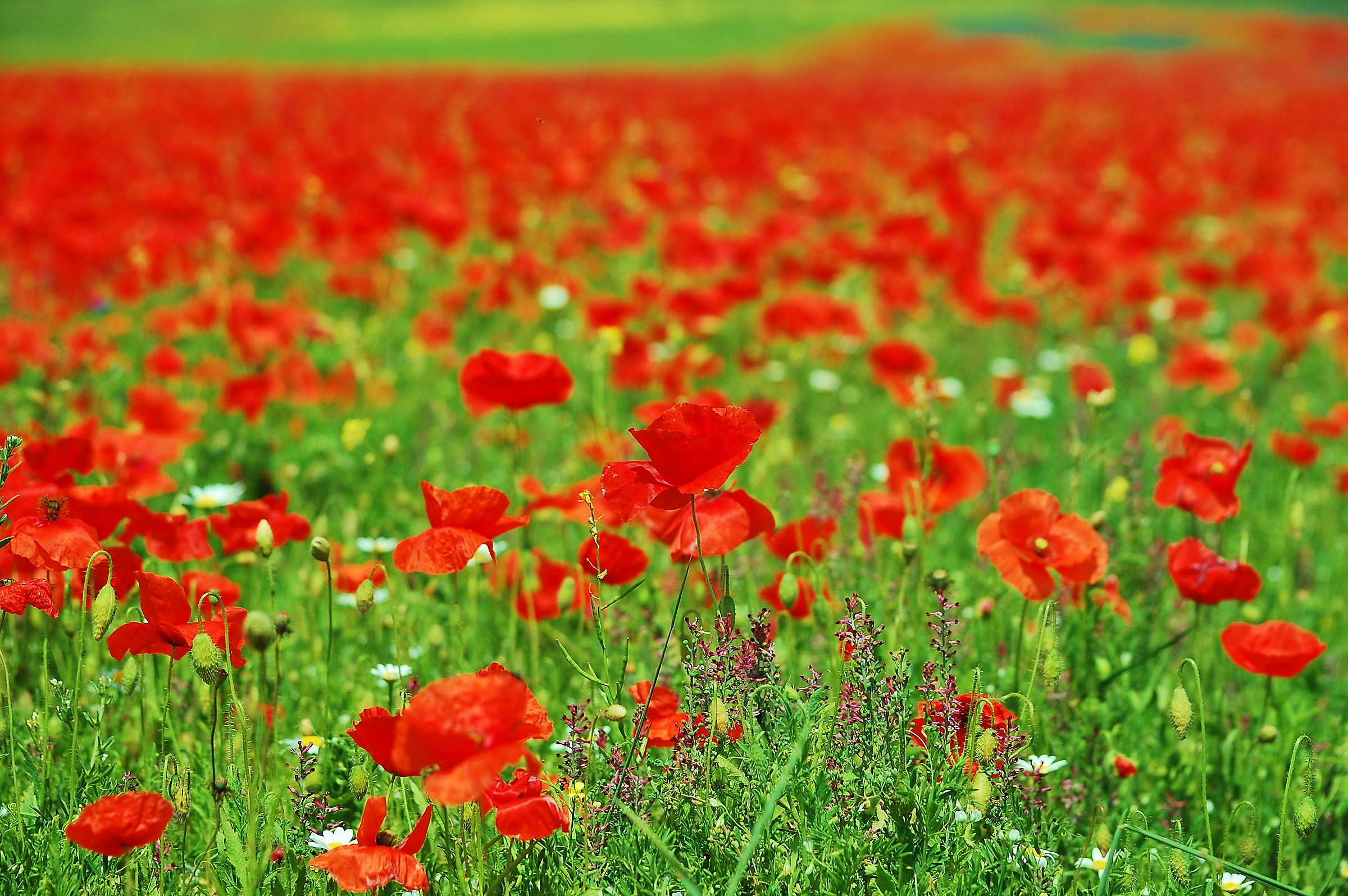 A river red Castelluccio.Per my gallery