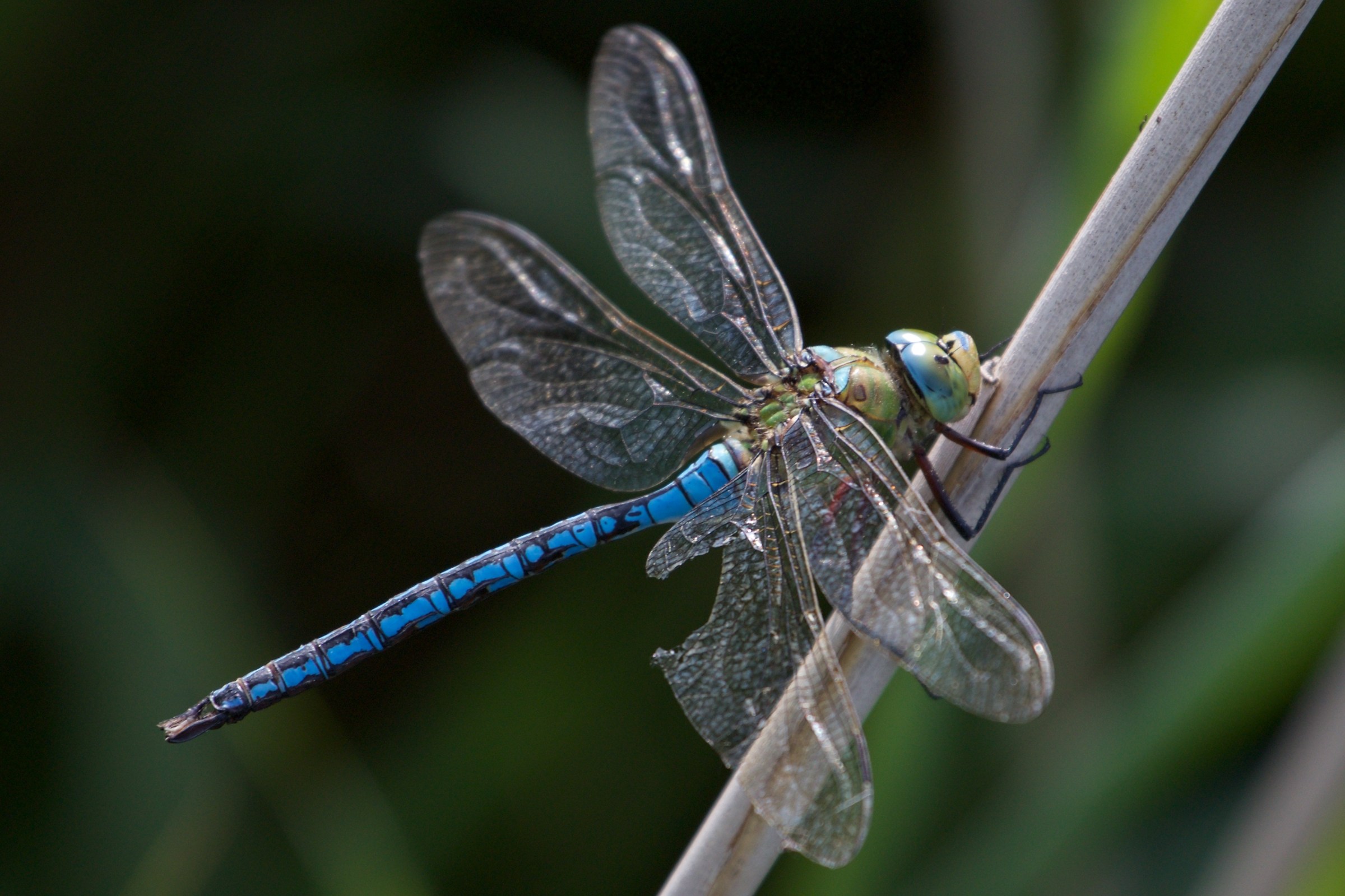 libellula Blu