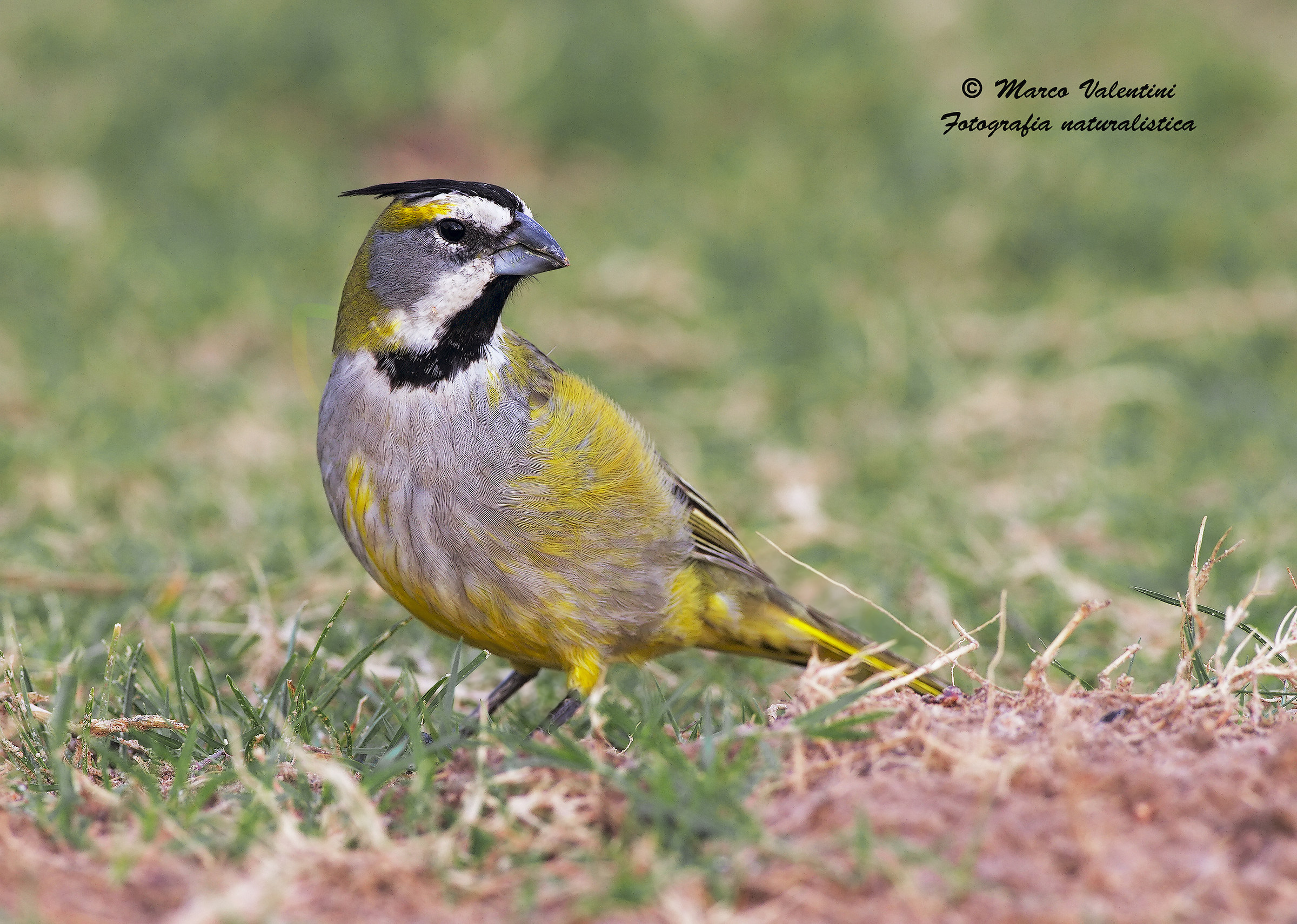 Rarities found - female Cardinalino yellow