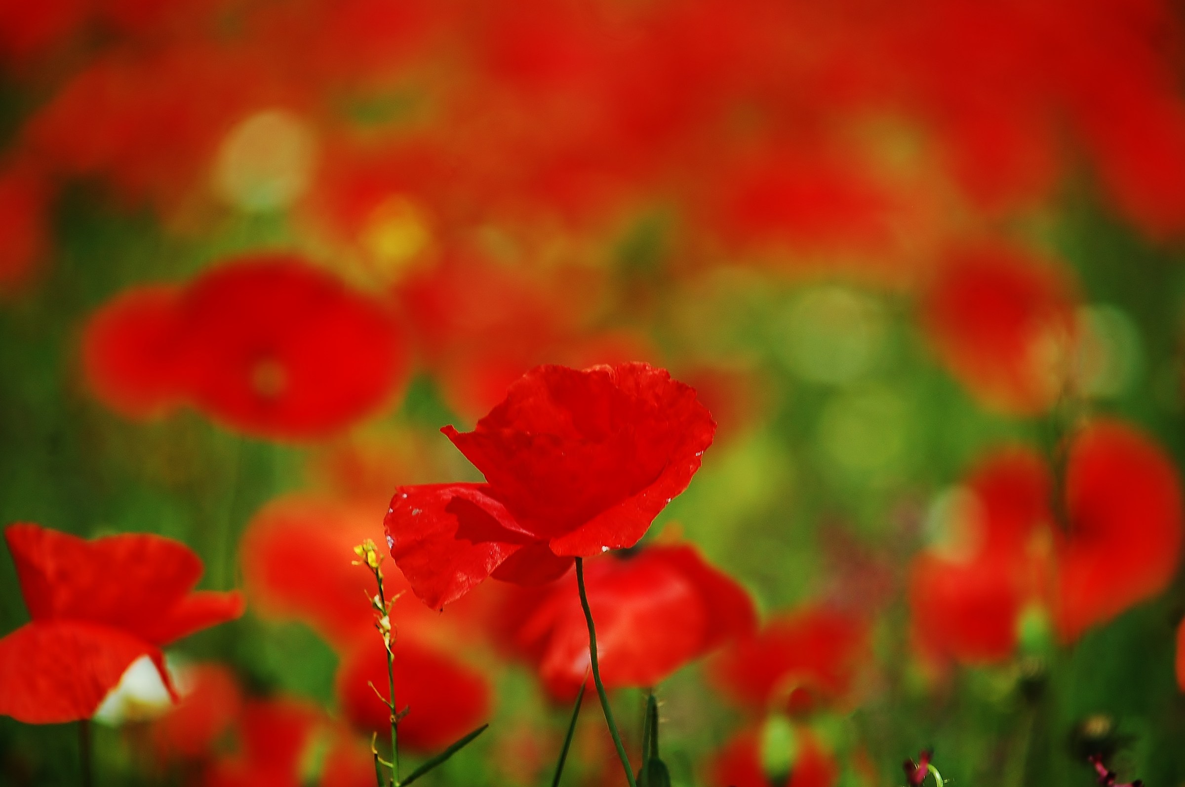Memories "unfocused" from Castelluccio
