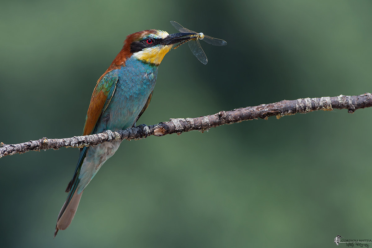 Dragonfly breakfast ...