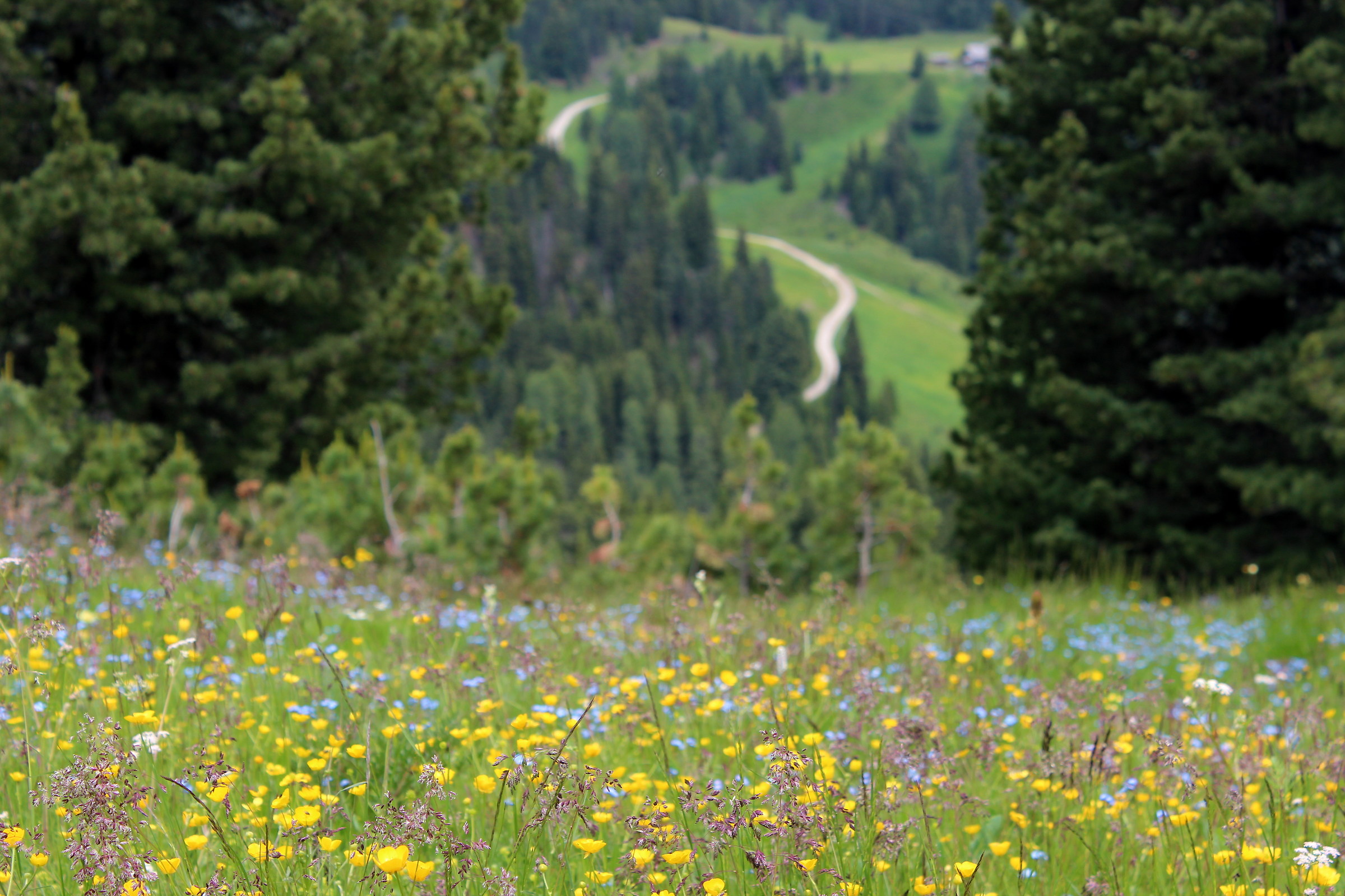 Fiori di giugno nei pressi del Plan de Gralba