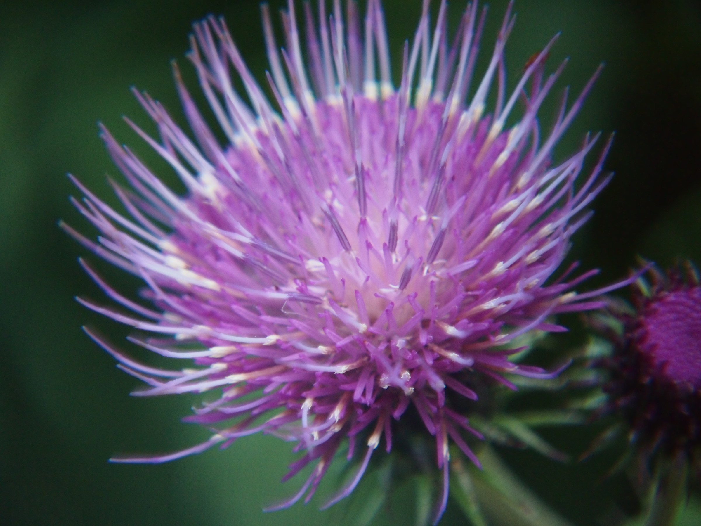 Thistle